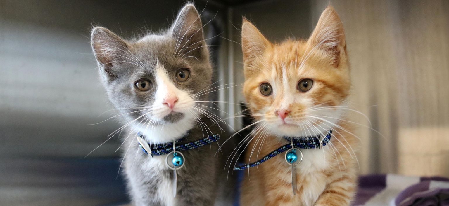 Two Cats