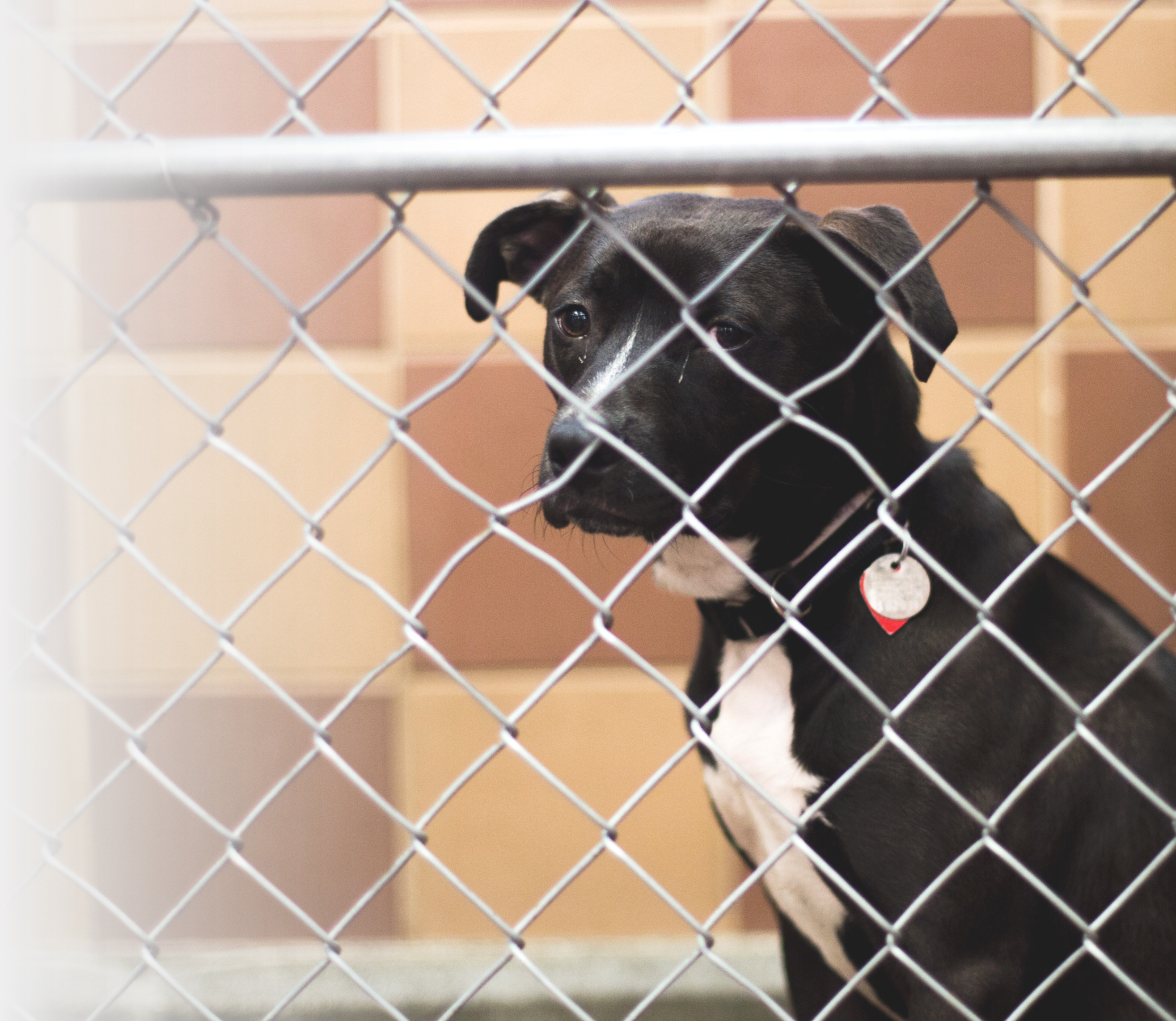 dog in a cage