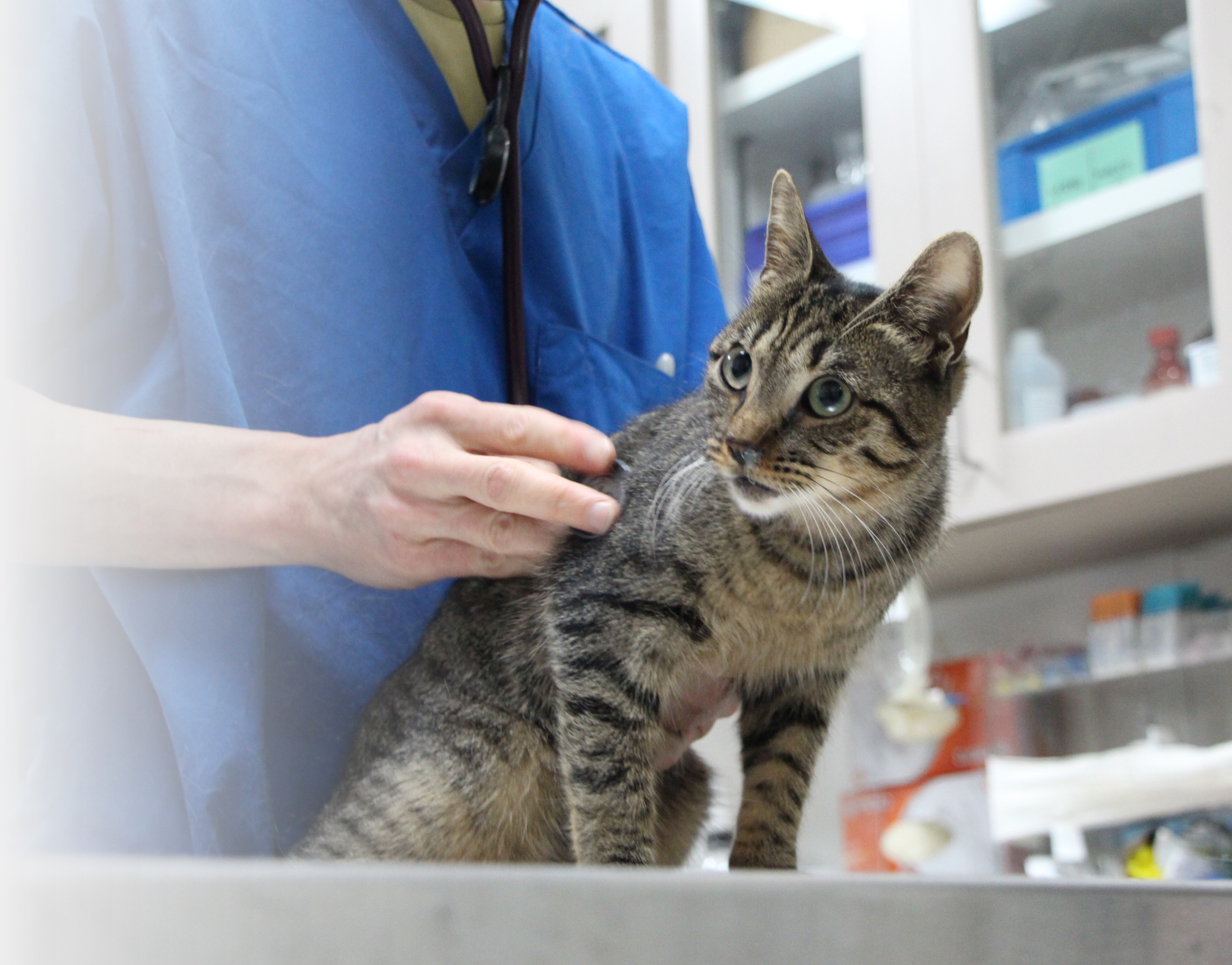 cat being examined by vet