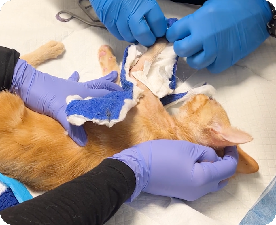 Dancing Between Urgency and Patience