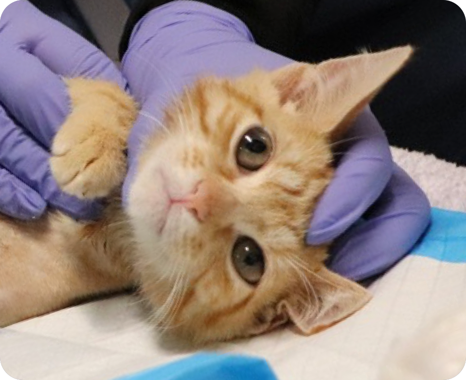 Dancing Between Urgency and Patience