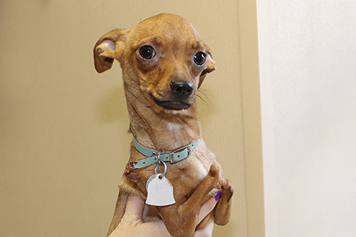 Pet Sponsor Program: 20 Years and Counting | Blog | Animal League Pet Sponsor Program: 20 Years and Counting | Blog | Animal League