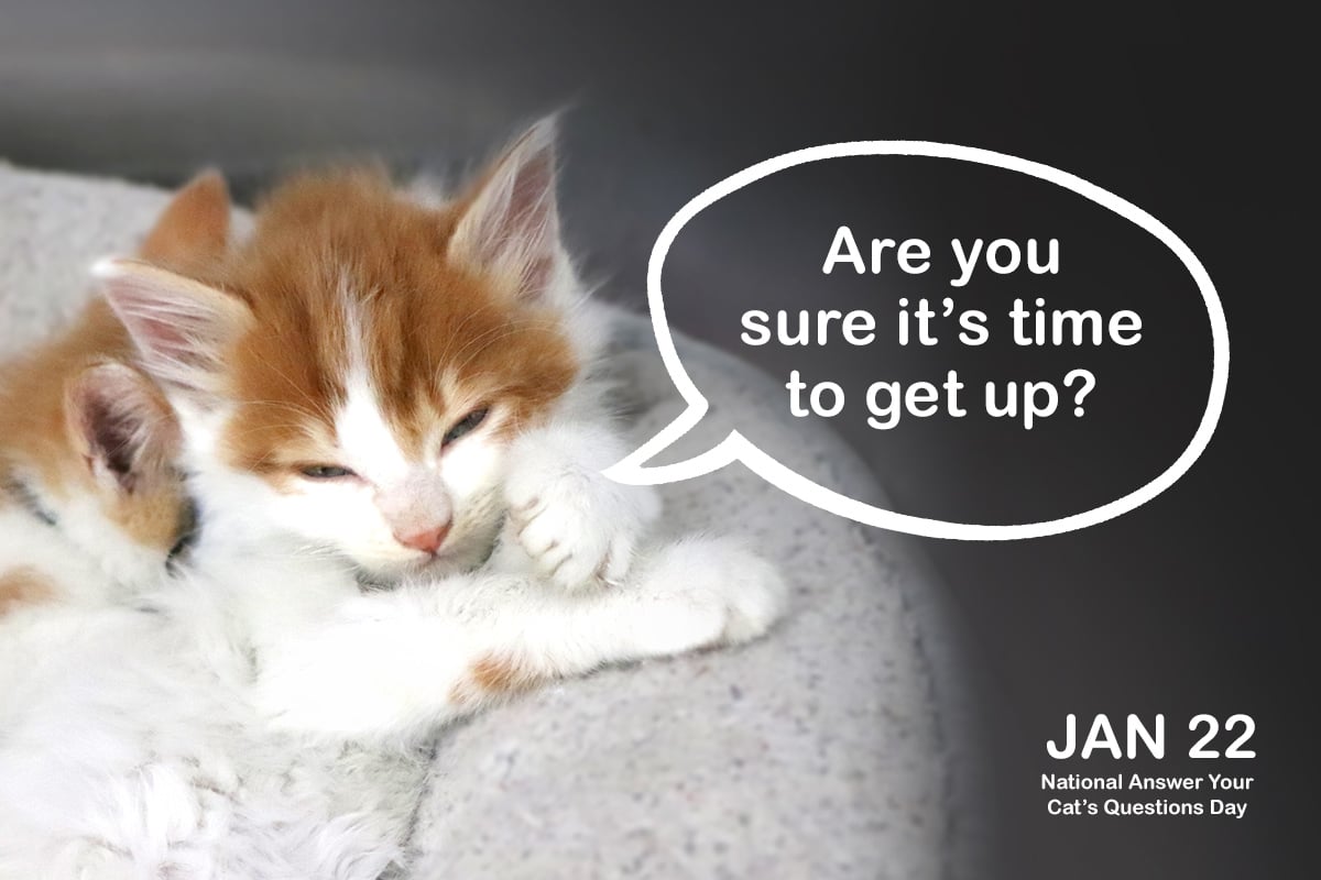 blog-beth-cat-question-day-01092020