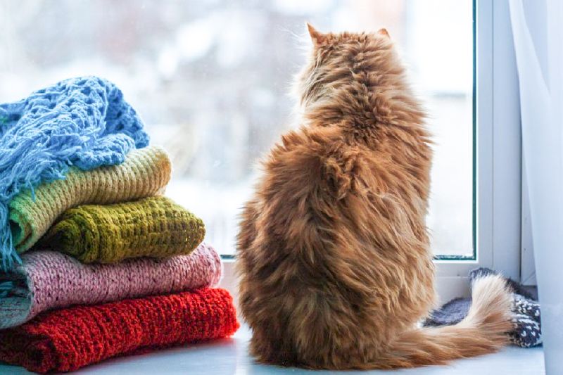 blog-beth-cat-window-01132020