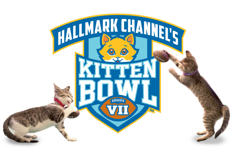 blog-beth-kitten-bowl-2-01132020