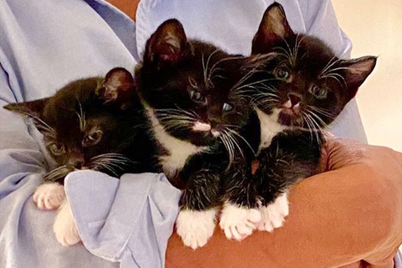 blog-beth-kittens-01132020