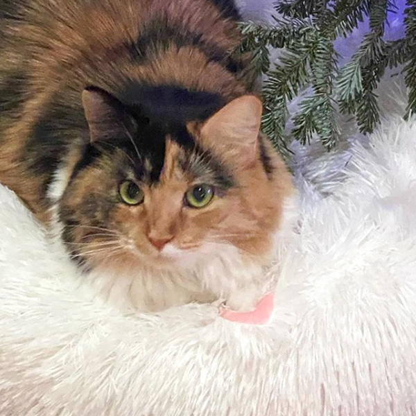 blog-beth-mooshu-01132020