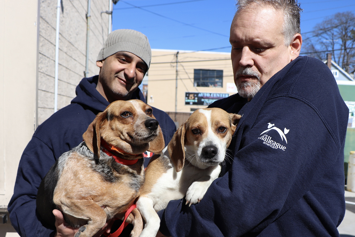 National Mill Rescue two Beagles being held