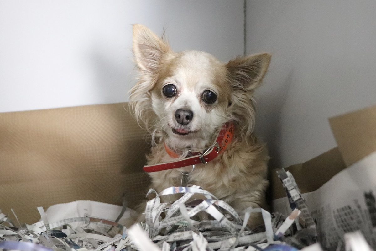 a dog sitting in a box with shredded paper