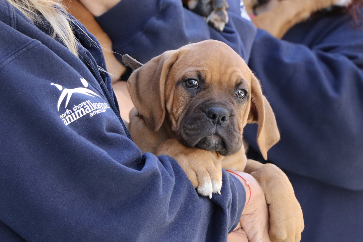 National Mill Rescue puppy being held