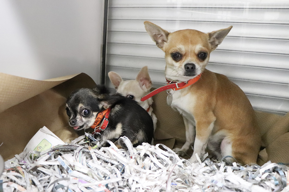 a group of dogs sitting in a box