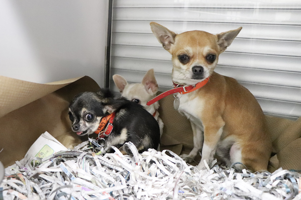 National Mill Rescue three chihuahuas