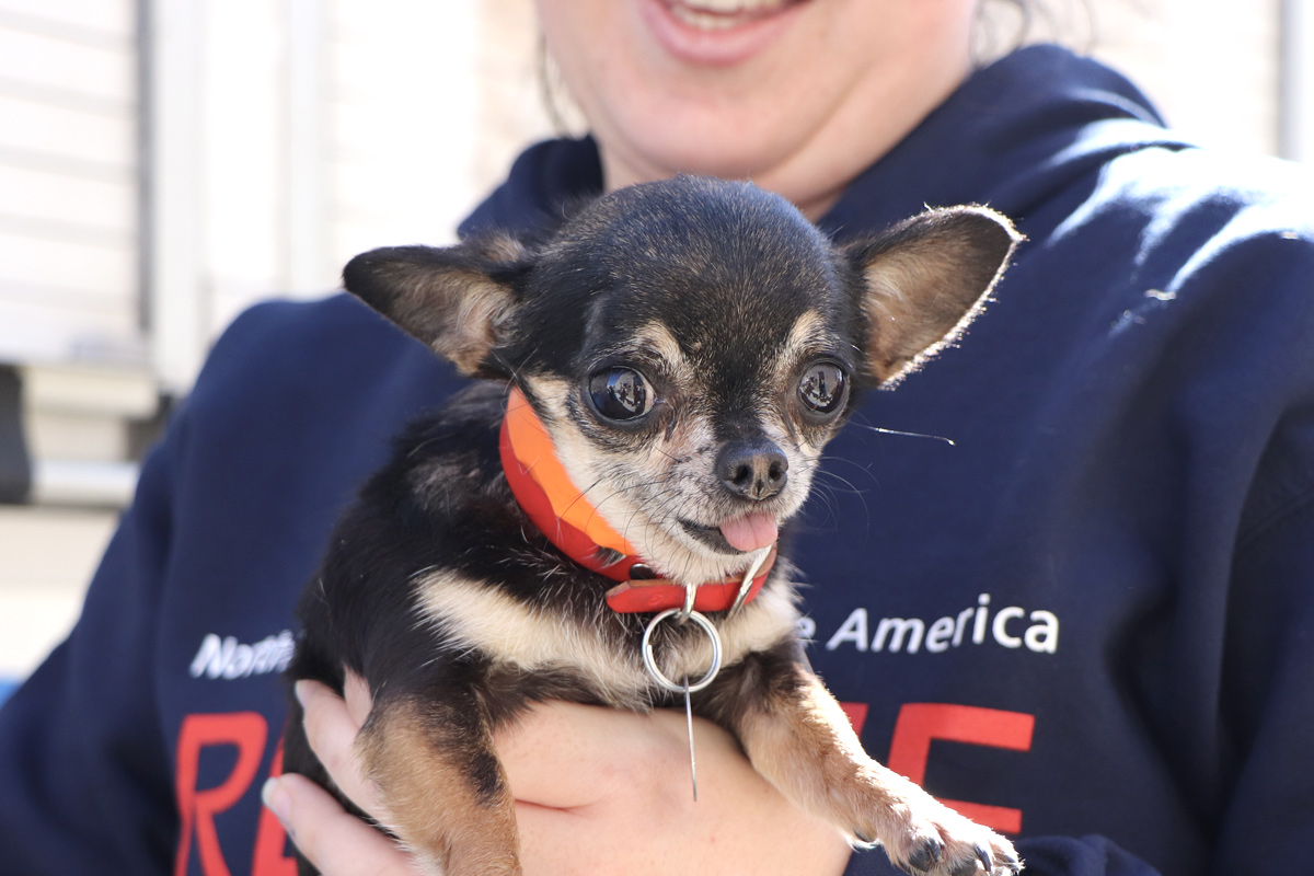 a person holding a small dog