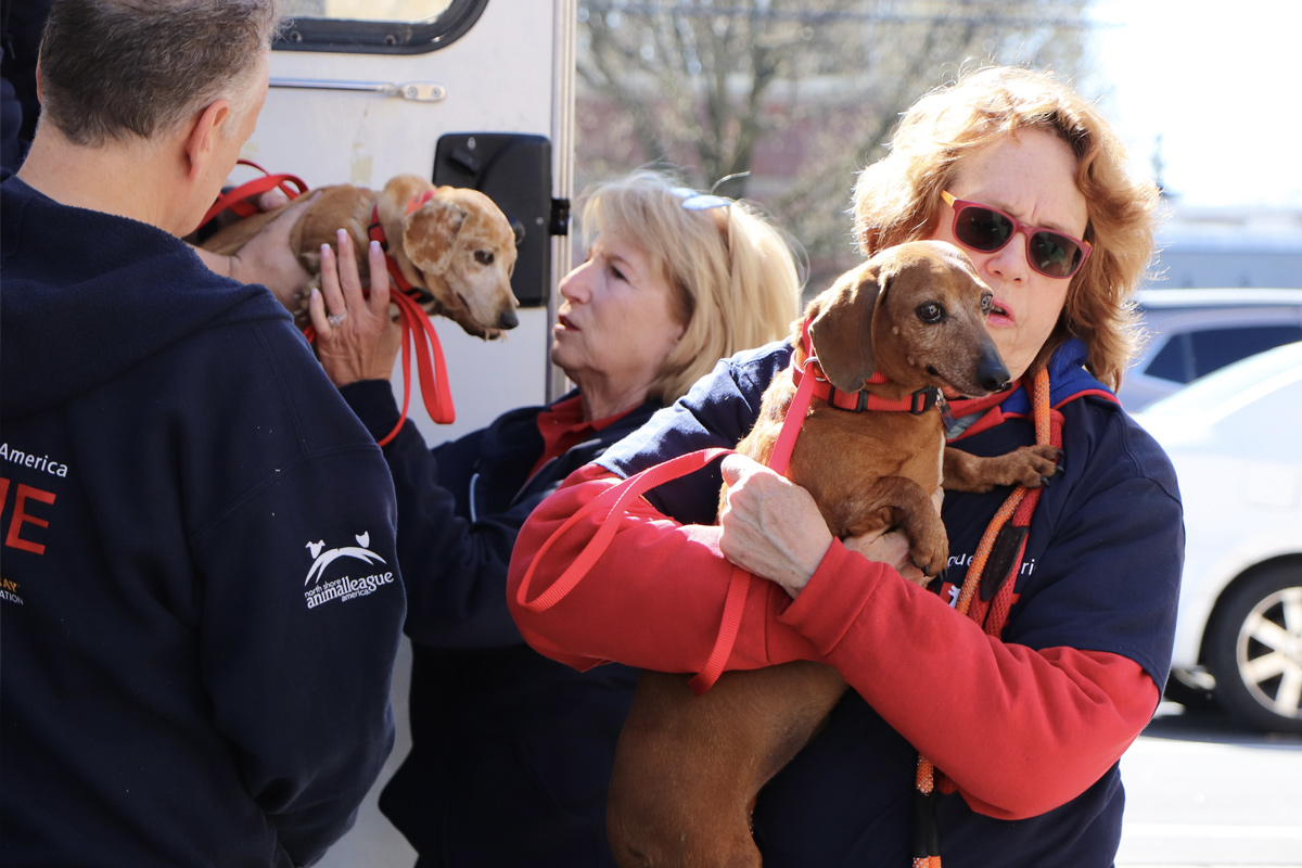 a group of people holding dogs