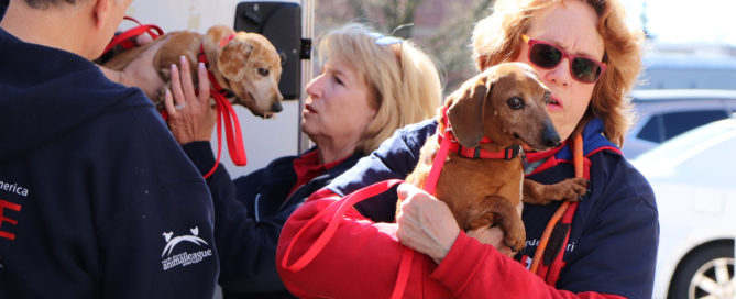 a woman holding two dogs