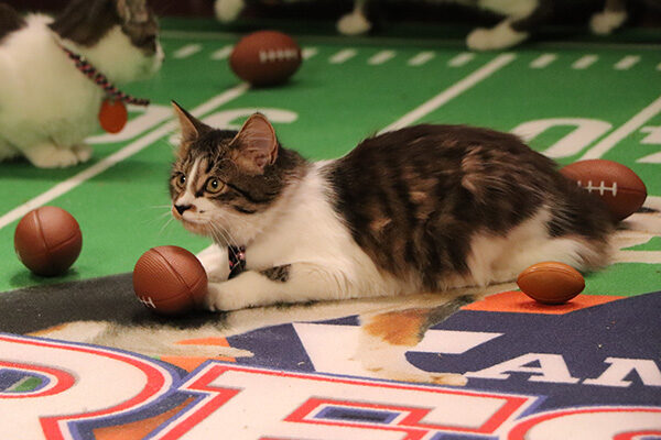 rescue-bowl-kitten-IMG_6530