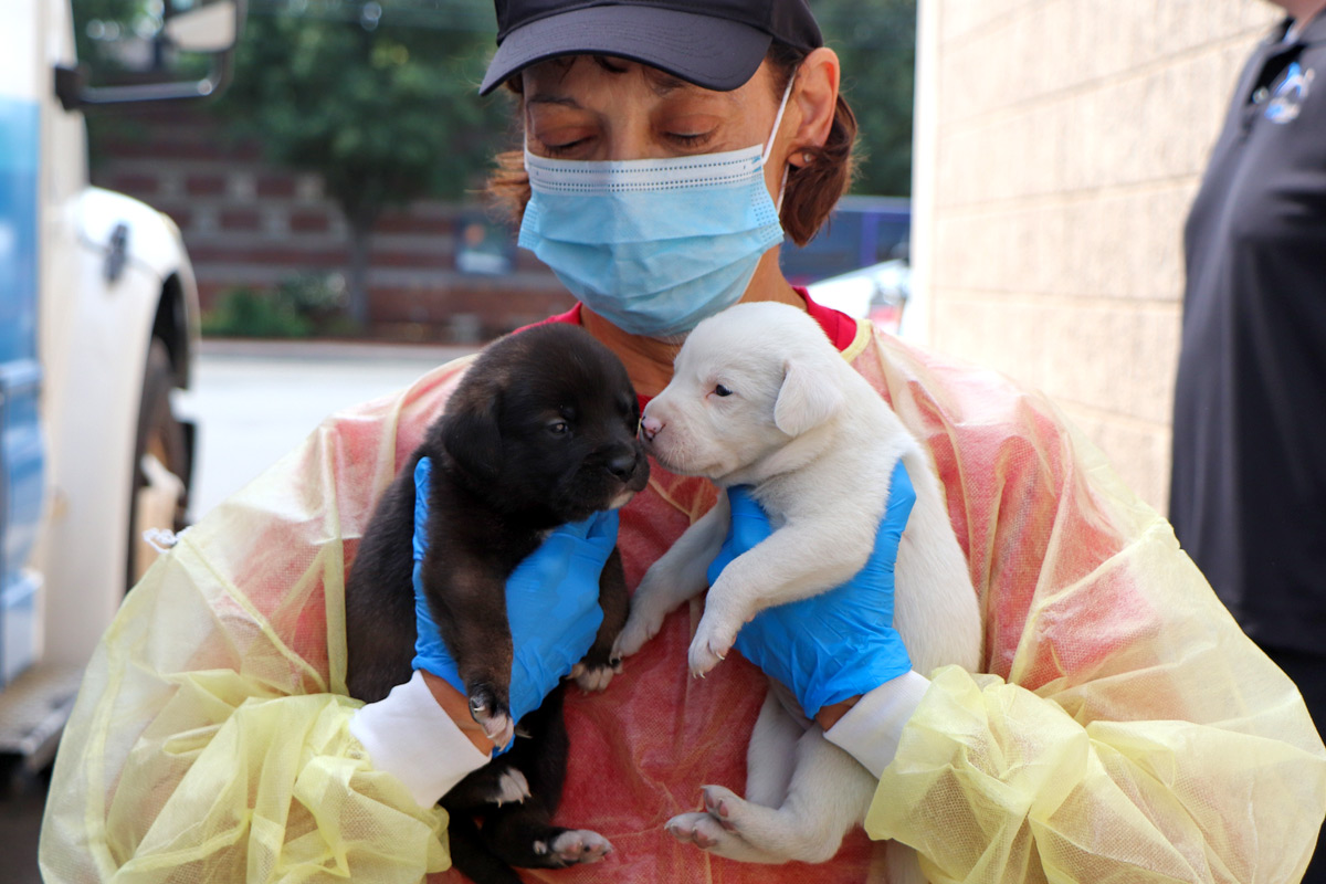 a woman wearing a mask and gloves holding a puppy