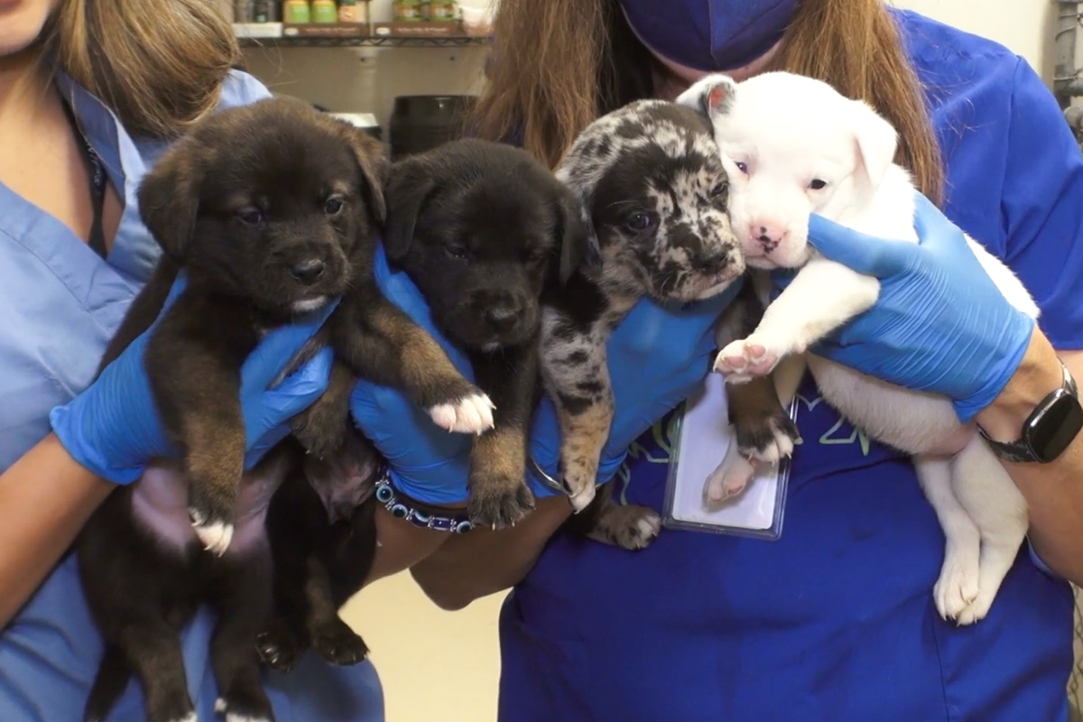 a group of dogs in gloves