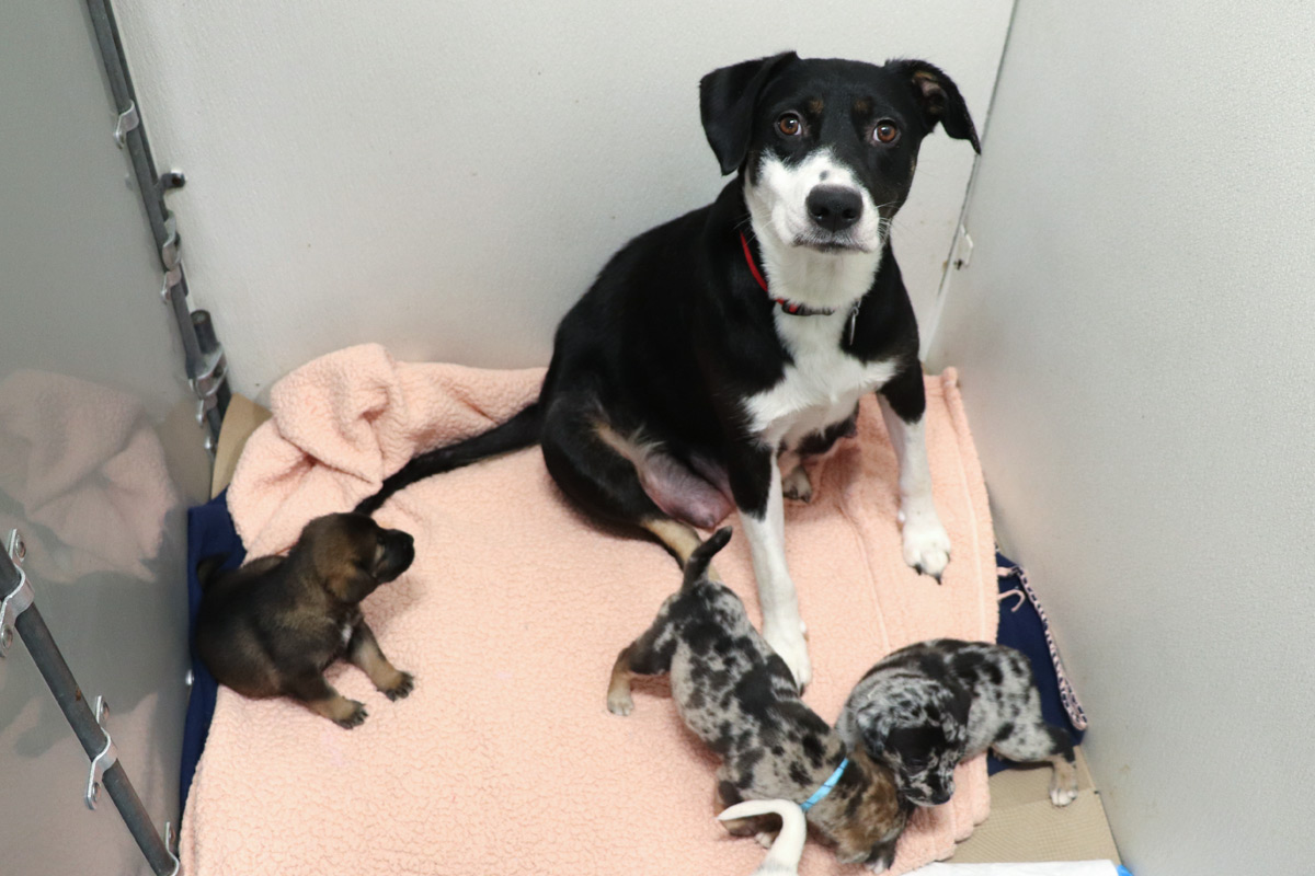 a dog sitting on a blanket with puppies