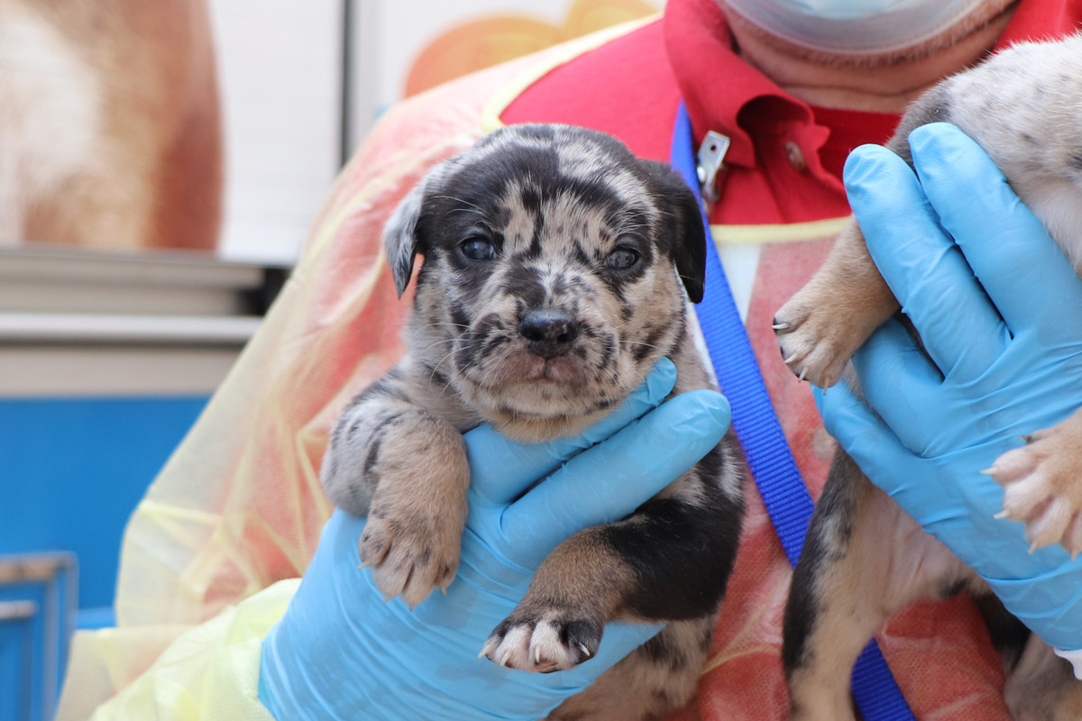 a person holding a puppy
