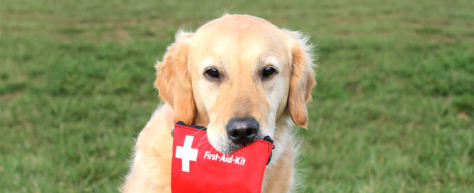 a dog holding a first aid kit