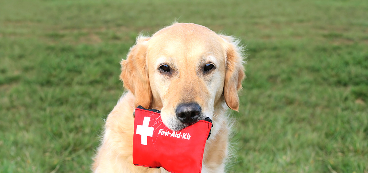disaster-preparedness-blog-feature-pet-first-aid-kit-essentials-100813