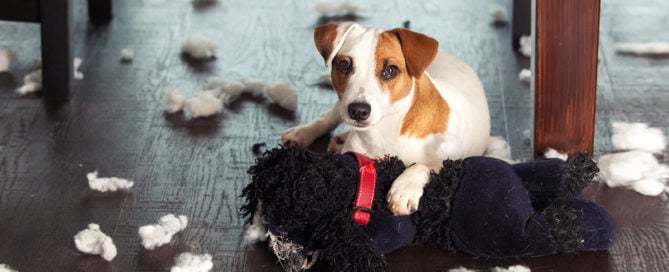 a dog lying on the floor with a stuffed toy