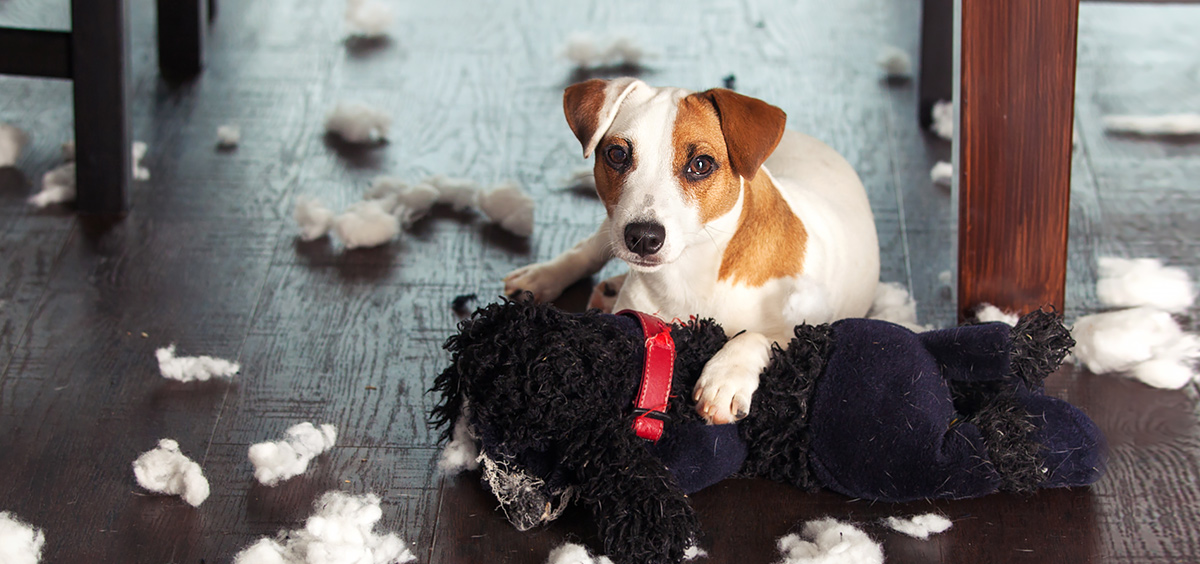 dog-and-puppy-traning-blog-feature-stop-dog-from-chewing-101814 a dog lying on a stuffed toy