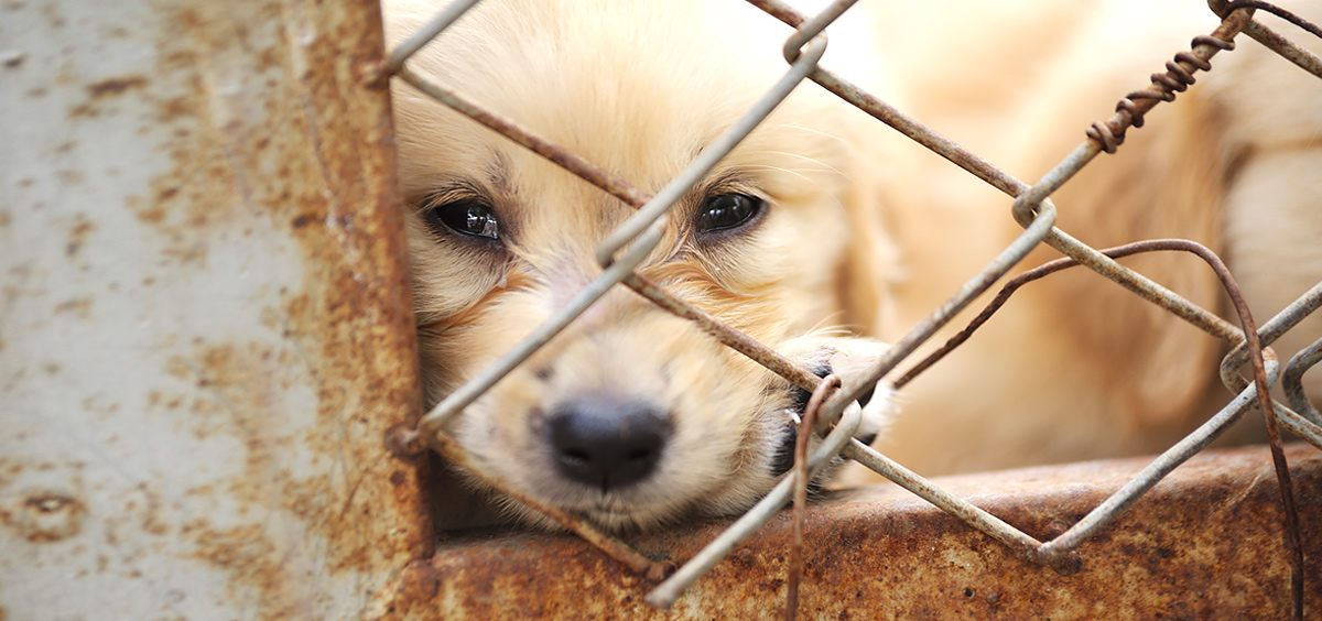 latest-rescues-blog-feature-puppy-mill-journey-111214