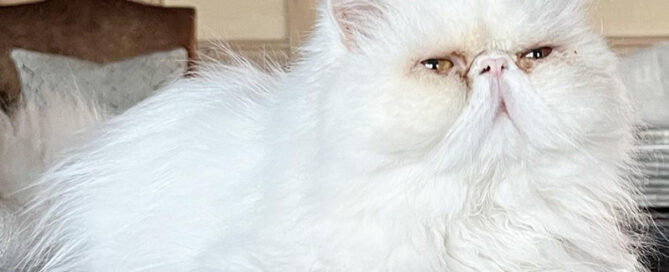 a white cat with brown eyes