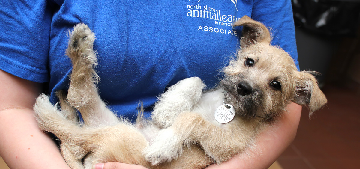 latest-rescues-blog-feature-march-650-112016