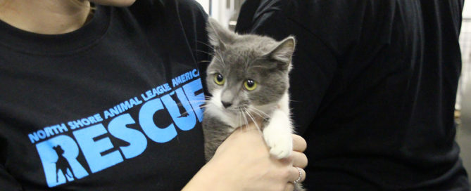 a person holding a cat
