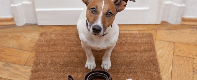 a dog sitting on a carpet