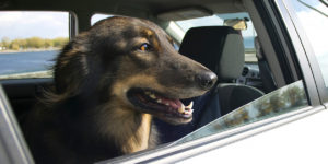 Dog looking out car window.