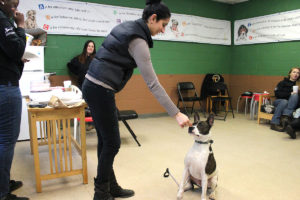 Pet behavior team member working with dog.