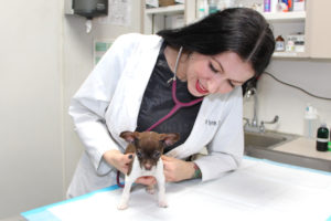 Veterinarian checking heart of young rescue dog.