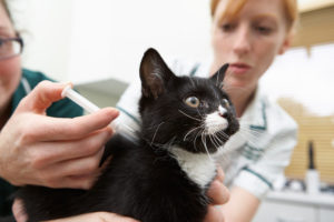 Cat being given a vaccination.