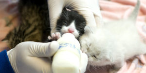 a hand holding a kitten