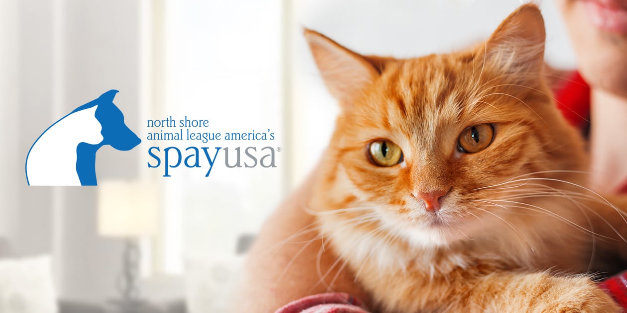 Low cost spay and neuter services SpayUSA Animal League