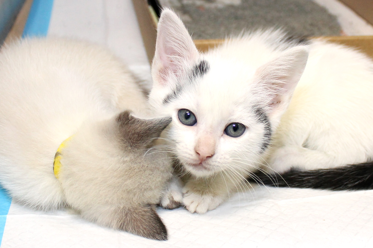 a white kitten with blue eyes