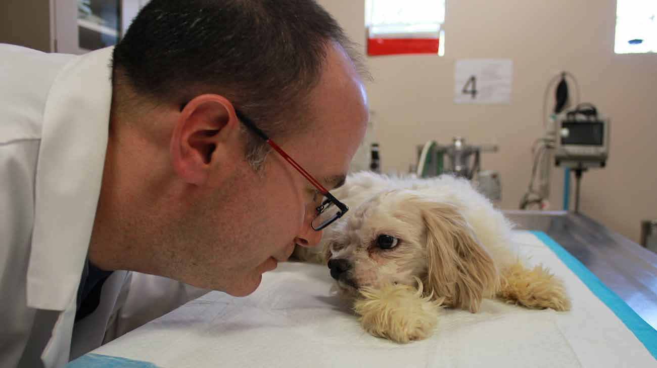 a man looking at a dog