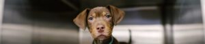 Rescue puppy.