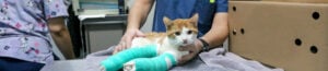 Help Me Heal cat Archer.