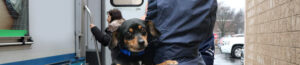 Young dog being held during rescue arrival.