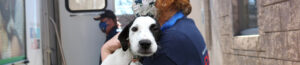 Young dog being held during rescue arrival.
