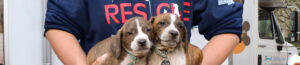 Two puppy's being held during rescue arrival.