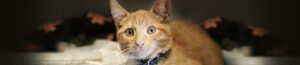 North Shore Animal League America rescue cat.
