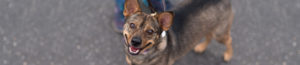 Happy North Shore Animal League America rescue dog.
