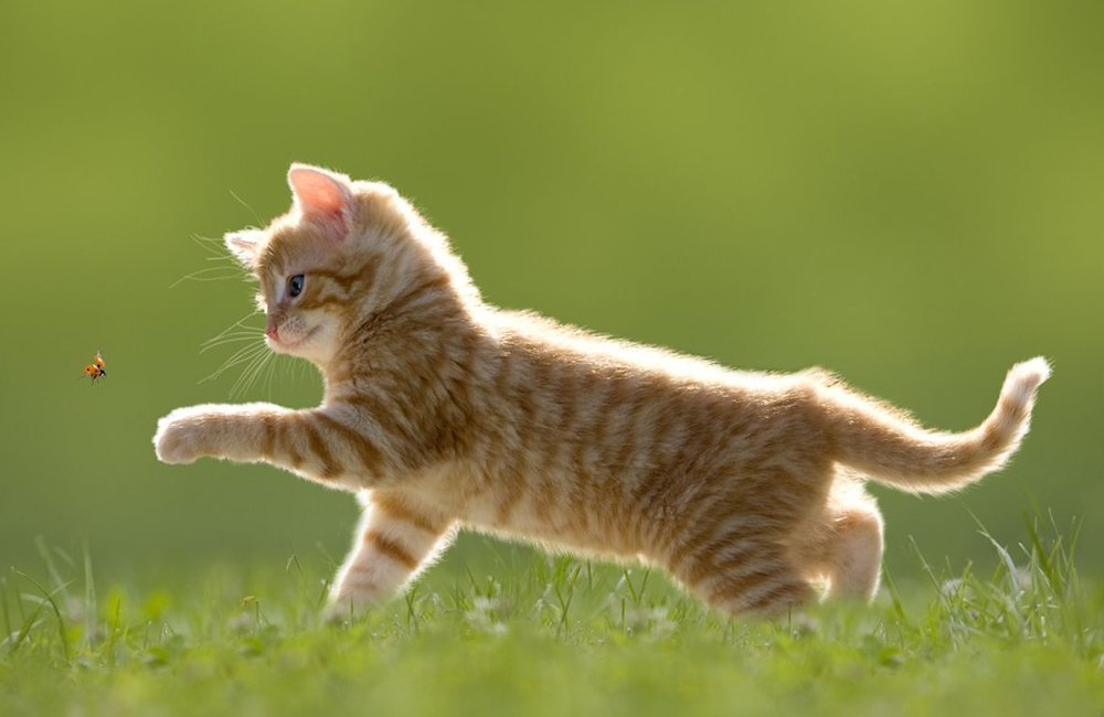 blog-summer-safety-tips-cat-in-field-06202017