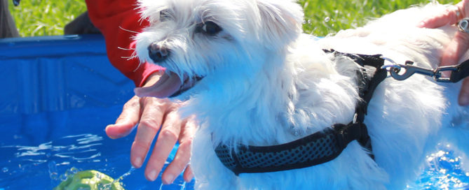 a white dog with its tongue out